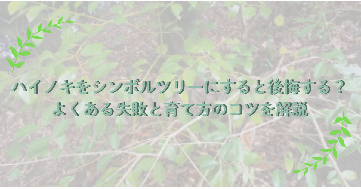 抜群単幹。山採りハイノキ。 ハイノキをシンボルツリーにすると後悔 